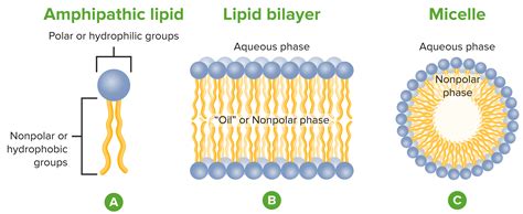 Fatty Acids and Lipids | Concise Medical Knowledge