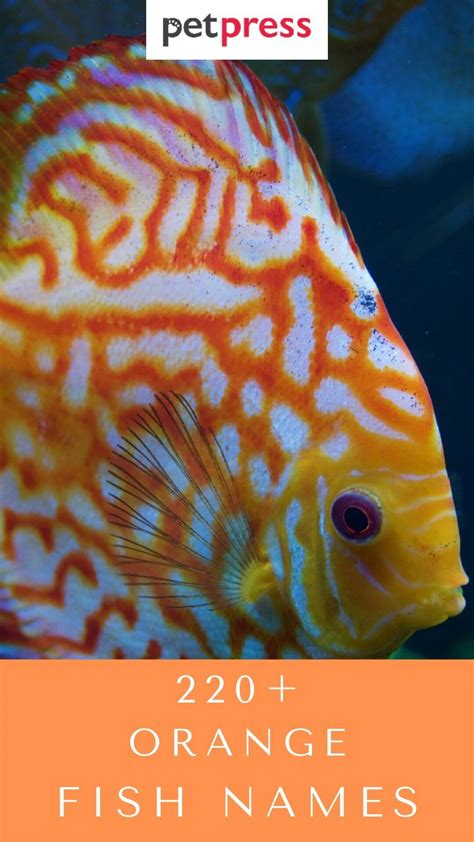 220+ Best Orange Fish Names For Your Orange Pet Fish