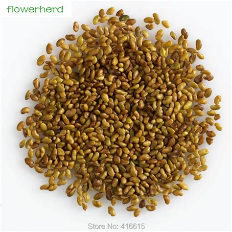 50g Alfalfa Sprouts Seeds for Shoots Organic NON-GMO Spouting Seeds ...