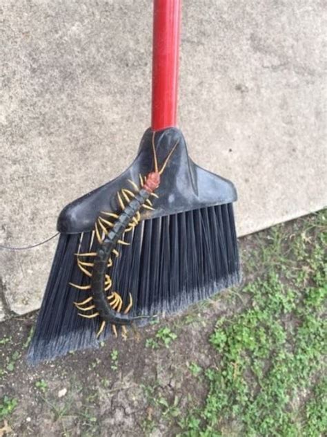 Texas-sized redheaded centipede is terrifying the Internet