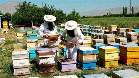 24 Percent Rise in Iran's Honey Production | Financial Tribune