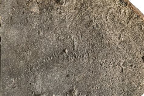 5.4" Cruziana (Fossil Trilobite Trackway) - Morocco (#274960) For Sale ...