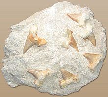 Fossil – Wikipedia