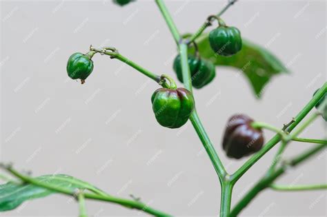 Premium Photo | Chocolate habanera pepper in a community garden