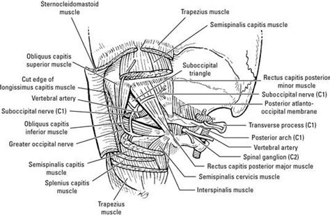 Sternocleidomastoid muscle, Vertebral artery, Anatomy