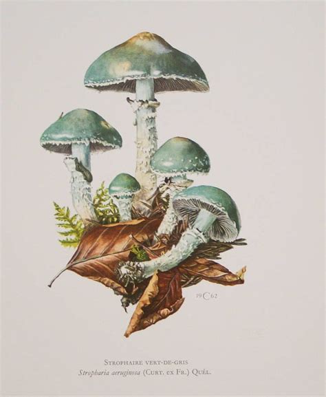 Mushrooms | Mushroom art, Botanical drawings, Botanical illustration