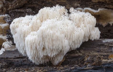 Top Benefits of Lion’s Mane Mushroom - PLANT.O NUTRITION