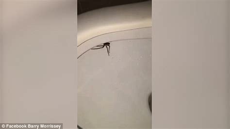 Australian man catches a huge huntsman spider hiding in the toilet bowl ...