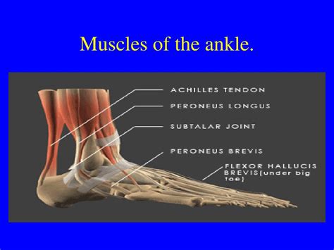 PPT - Ankle Sprains PowerPoint Presentation, free download - ID:5492236