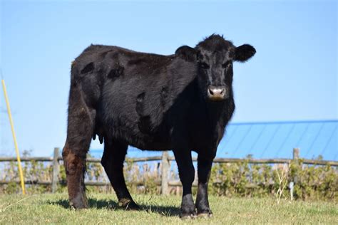 South Dakota Cattlemen’s Association and Opponents to R-CALF USA’s Beef ...