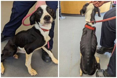 RSPCA rescue dogs: Stray starving Spaniel found in South Yorkshire now ...