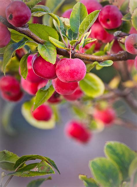 Apple Tree Images Hd Wallpaper - Infoupdate.org