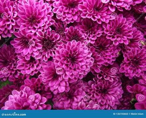 Purple Chrysanthemum Natural Background Stock Image - Image of botany, fall: 136193665