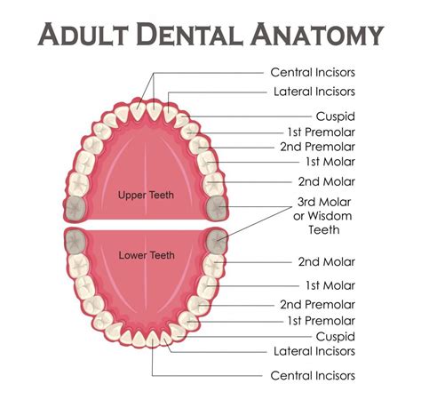 WHAT ARE WISDOM TEETH?