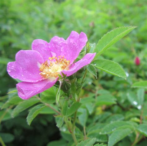 Wild Rose Flower — Wild Foods and Medicines