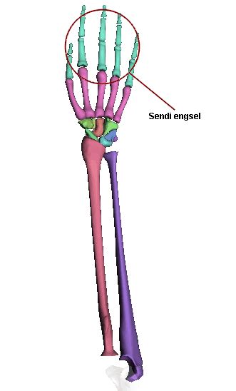 Sendi engsel pada ruas jari tangan - kependidikan.com