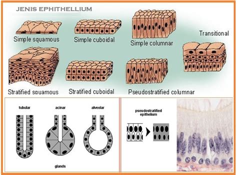 Gambar Jaringan Epitel : Pengelompokan Jaringan Epitel Berdasarkan ...