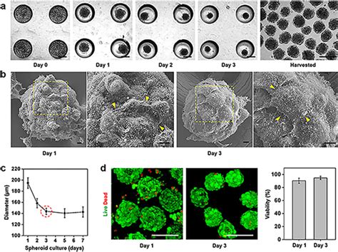 3D-cultured human placenta-derived mesenchymal stem cell spheroids ...