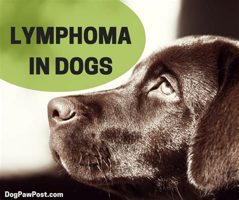 How To Spot Canine Lymphoma Cancer - Dog Paw Post