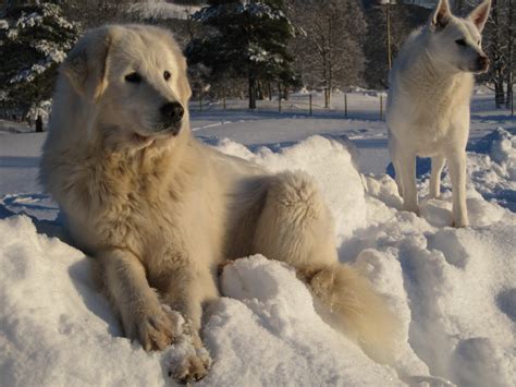 Dogs in the Snow Wallpaper - WallpaperSafari