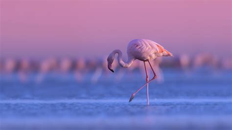 Download Bird Sunset Water Animal Flamingo HD Wallpaper