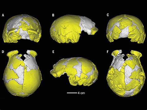 03-denisovan-skulls