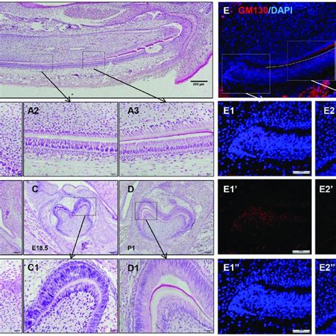 Activation of JNK signaling in polarized dental papilla cells. (A) At... | Download Scientific ...