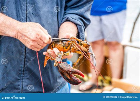 Maine Lobster Boat Demo, How-to Catch And Band Lobster From Trap ...