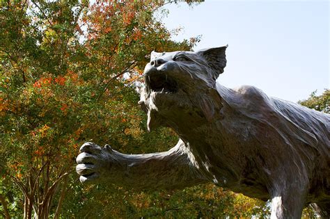 Davidson College Wildcat Statue Photograph by Orange Cat Art