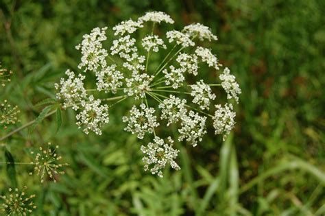 Brenda's "Texas Wild" Garden: Poison Hemlock (Cicuta maculata)