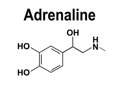 Adrenaline Hormone: Over 1,041 Royalty-Free Licensable Stock Vectors ...