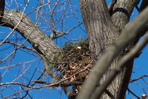 Birding Club of Delaware County: Red-shouldered Hawks Nesting in Chester Co