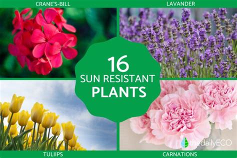 16 Low Maintenance Plants for Full Sun Gardens - List and Photos