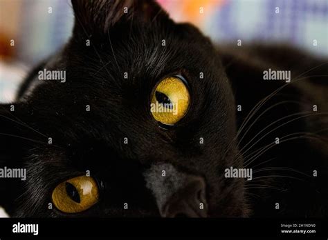 A black cat named Eevee and her orange eyes Stock Photo - Alamy