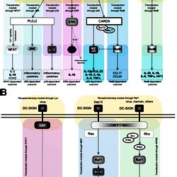 Flowchart of DC-SIGN and Dectin-1 signalling.