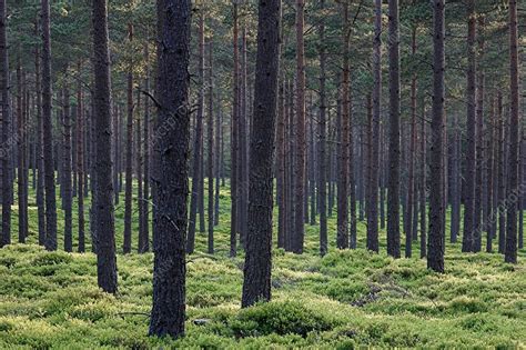 Scots pine forest - Stock Image - E640/0747 - Science Photo Library