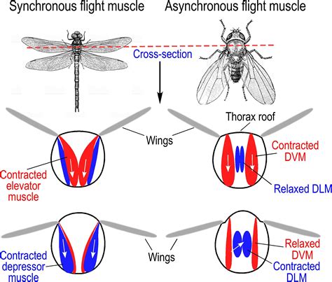 Frontiers | Evolution of Flight Muscle Contractility and Energetic Efficiency