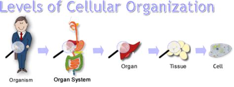 Body Systems Organization Flashcards | Quizlet