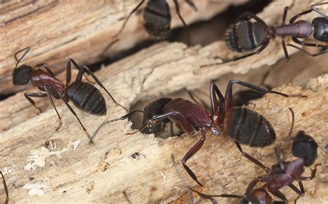 Control Carpenter Ants and Winged Ants in the Home