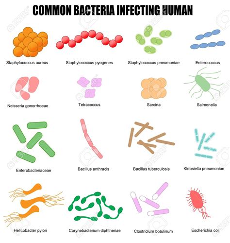 18159870-common-bacteria-infecting-human-vector-illustration-for-basic-medical-education-for ...