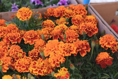 Growing Annuals In Zone 8 - What Are The Best Annuals For Zone 8 | Gardening Know How