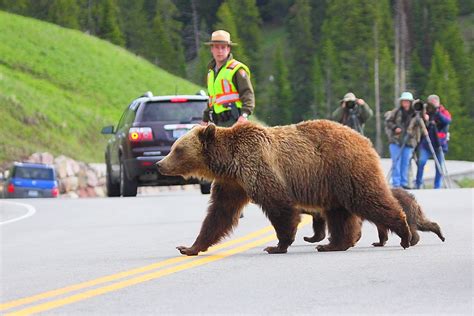 IMG_2240 Grizzly Bears Crossing, Yellowstone National Park… | Flickr