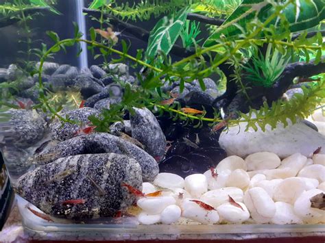 Shrimp Tank Setup - Planted Tank Mates