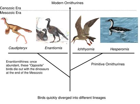 PPT - The Evolution of Birds & the Origin of Flight PowerPoint ...