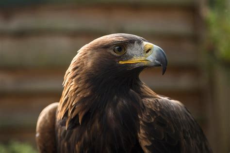 Falcon Images: Golden Eagle Sightings In Scotland