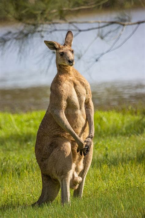 A Boomer, a Male Kangaroo Flexing Its Muscles in an Upright Position Stock Image - Image of ...