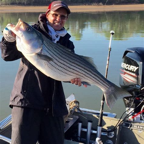 Capt. Steve Barnes Lake Texoma Striper Fishing Guide