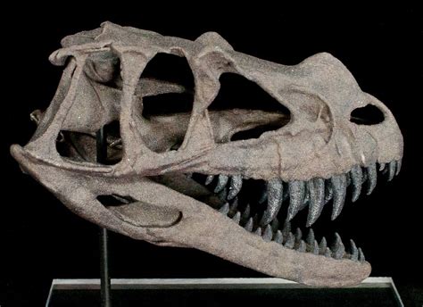 Miniature 3D Printed Ceratosaurus Skull Replica For Sale - FossilEra.com