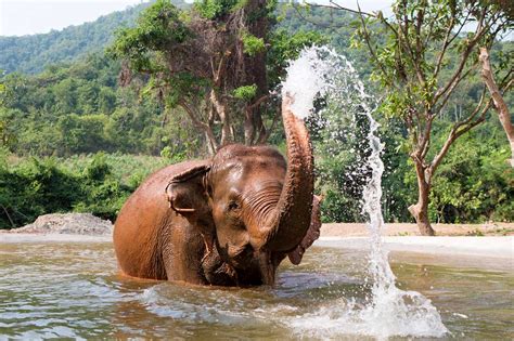 Pattaya Elephant Sanctuary | Thailand | Photo Gallery