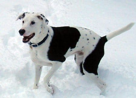 79+ Pitbull Border Collie Dalmatian Mix - l2sanpiero